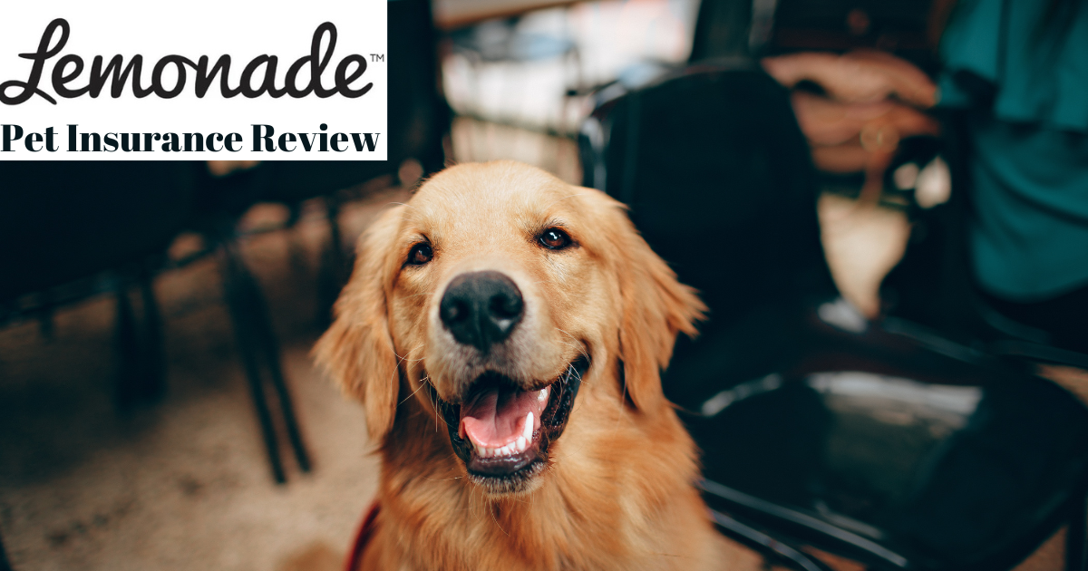 Lemonade Pet Insurance Review